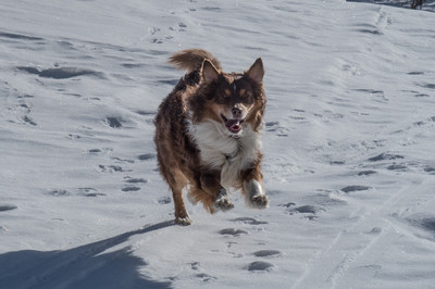 Ein Rettungshund im Schnee beim Lawinentraining.