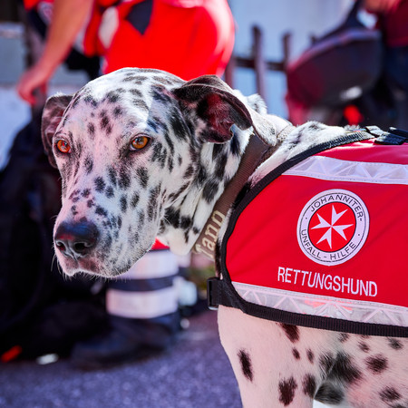 Ein Rettungshund mit einem Geschirr mit Johnniter-Logo