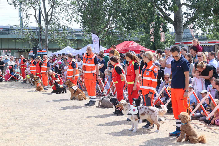 Die Rettungshundeführer:innen stehen mit ihren Hunden nebeneinander aufgestellt bei der Vorführung. Herum steht ein großes Publikum.