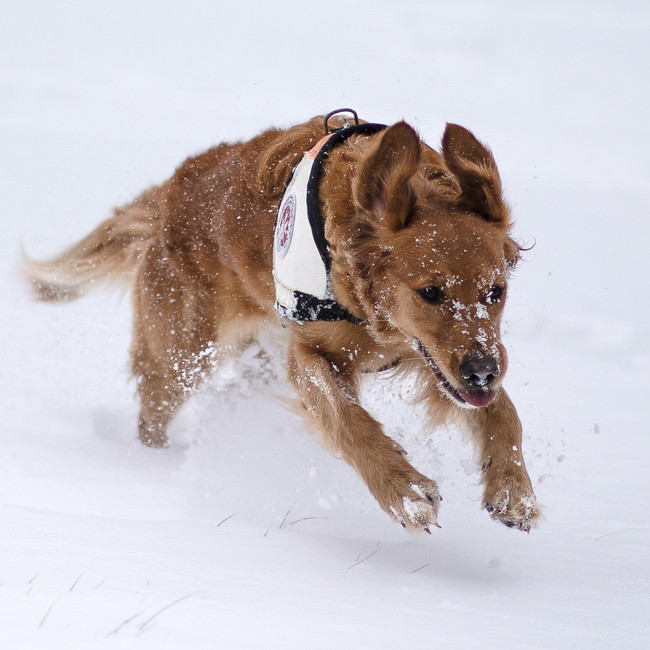 Ein Rettungshund läuft durch den Schnee.