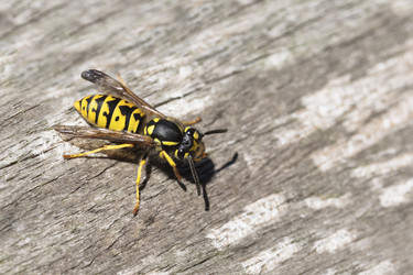 Eine Wespe auf einer Holzplatte