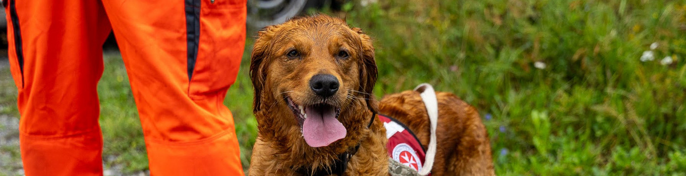 Helfer auf vier Pfoten