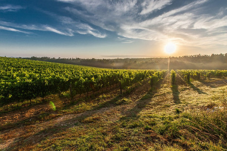 Ein Weingarten: hinter den Weinreben geht die Sonne unter