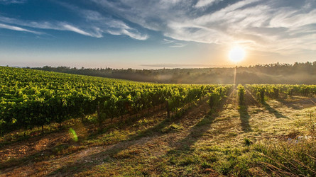 Ein Weingarten: hinter den Weinreben geht die Sonne unter